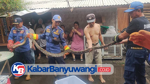 Piton Masuk Kandang Bebek, Bebek Hilang, Warga Kabat Panggil Damkarmat Banyuwangi