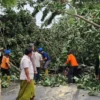 Pohon Mangga Tumbang Menutup Jalur Pantura di Situbondo
