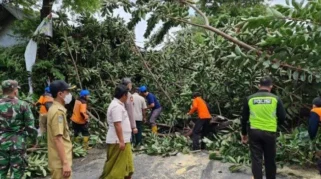 Pohon Mangga Tumbang Menutup Jalur Pantura di Situbondo