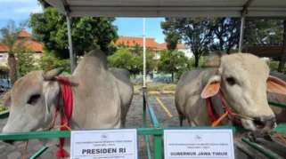 Polemik Sapi Kurban Prabowo, Komisi III DPR RI Nilai Tak Langgar Aturan