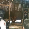 Polisi Amankan 4 Sapi Diduga Hasil Curian di Lumajang