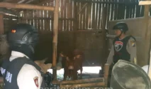 Polisi Amankan 4 Sapi Diduga Hasil Curian di Lumajang