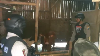Polisi Amankan 4 Sapi Diduga Hasil Curian di Lumajang
