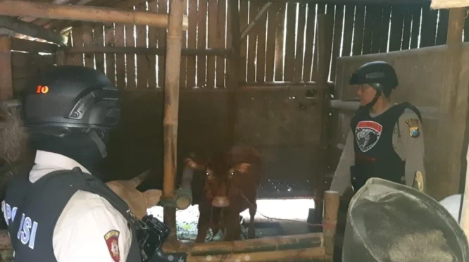 Polisi Amankan 4 Sapi Diduga Hasil Curian di Lumajang