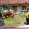 Polisi dan Militer Berhasil Amankan 67 Sapi Curian di Kano
