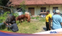 Polisi dan Militer Berhasil Amankan 67 Sapi Curian di Kano