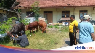 Polisi dan Militer Berhasil Amankan 67 Sapi Curian di Kano