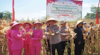 Polisi Panen Raya Jagung 171 Ton di Sukaraja Tasikmalaya