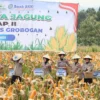 Polres Sumedang Gelar Panen Raya Jagung di Lahan 12 Hektar dengan Harapan Hasil Optimal