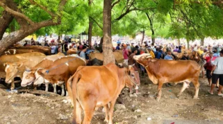 Populasi Sapi Potong di Situbondo Capai 153.462 Ekor, Jadi Lumbung Ternak Jawa Timur