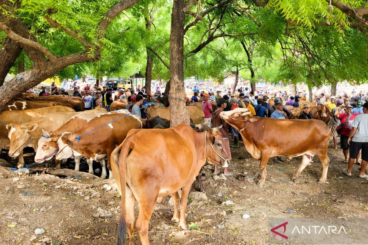 Populasi Sapi Potong di Situbondo Capai 153.462 Ekor, Jadi Lumbung Ternak Jawa Timur