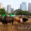 Potensi Ekonomi Kurban 2026 Diperkirakan Capai Rp26,89 Triliun Menurut IDEAS