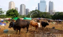 Potensi Ekonomi Kurban 2026 Diperkirakan Capai Rp26,89 Triliun Menurut IDEAS