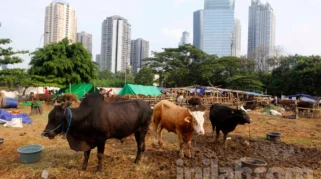 Potensi Ekonomi Kurban 2026 Diperkirakan Capai Rp26,89 Triliun Menurut IDEAS
