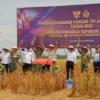 Prajurit TNI AL Sukses Panen Kedela, Perkuat Ketahanan Pangan Nasional