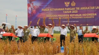 Prajurit TNI AL Sukses Panen Kedela, Perkuat Ketahanan Pangan Nasional