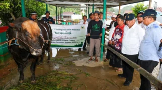 Presiden Prabowo Salurkan 1.098 Sapi Kurban untuk Iduladha 1447 H
