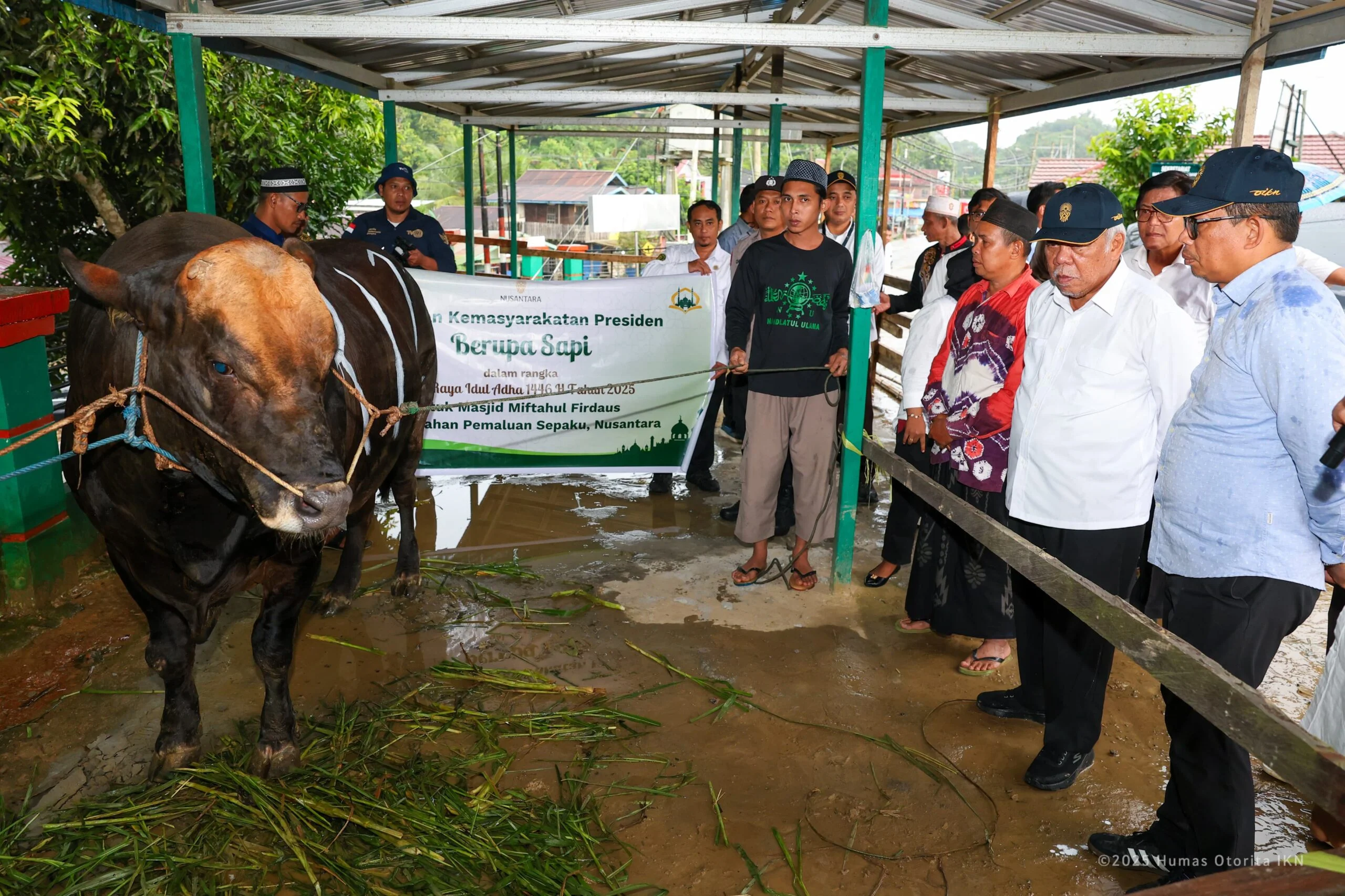 Presiden Prabowo Salurkan 1.098 Sapi Kurban untuk Iduladha 1447 H