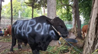 Presiden Prabowo Salurkan Sapi Kurban 1,3 Ton Jenis Simmental ke Masjid Istiqlal