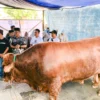 Presiden Prabowo Serahkan Sapi Kurban Limosin 1,2 Ton untuk Warga Kota Bekasi