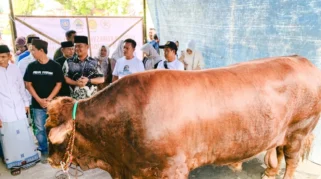 Presiden Prabowo Serahkan Sapi Kurban Limosin 1,2 Ton untuk Warga Kota Bekasi