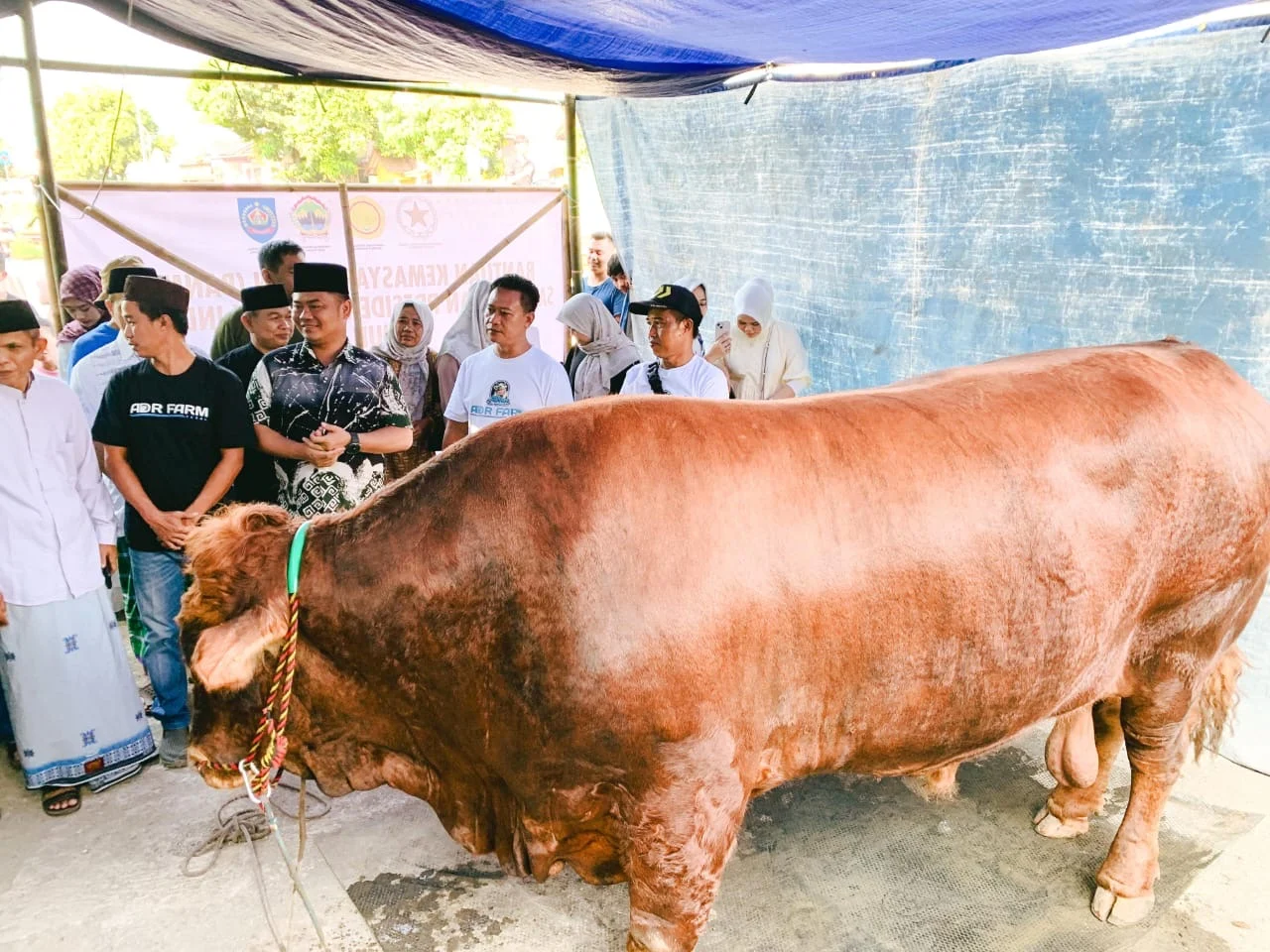 Presiden Prabowo Serahkan Sapi Kurban Limosin 1,2 Ton untuk Warga Kota Bekasi