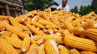 Presiden Puji Inovasi Polri Mengolah Tongkol Jagung Jadi Energi Alternatif di Tengah Krisis Energi