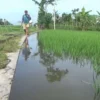 Puluhan Hektar Lahan Pertanian di Lumajang Terendam Banjir, Ancaman Gagal Panen Meningkat
