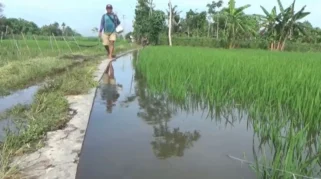 Puluhan Hektar Lahan Pertanian di Lumajang Terendam Banjir, Ancaman Gagal Panen Meningkat