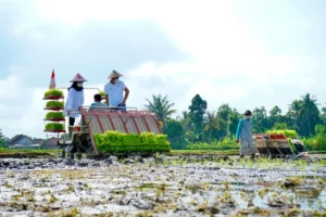 Regenerasi Petani Banyuwangi: Program Jagoan Tani Tingkatkan Minat Anak Muda