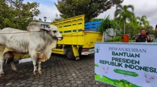 Reymon, Sapi Kurban Presiden Prabowo yang Menjadi Kebanggaan Warga Depok