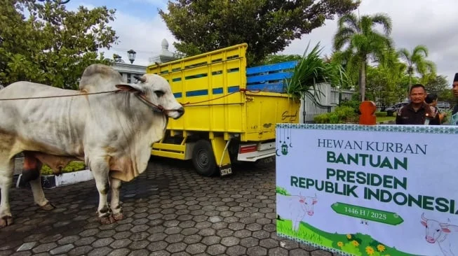 Reymon, Sapi Kurban Presiden Prabowo yang Menjadi Kebanggaan Warga Depok
