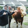 Sapi “Kang Jo” dari Desa Sukosari Lumajang Terpilih Jadi Hewan Kurban Presiden Prabowo Subianto