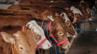 Sapi Kurban 1,1 Ton Mengguncang Masjid Dekat Rumah Amien Rais di Sleman: Donasi Misterius TIW