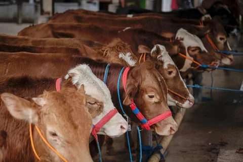 Sapi Kurban 1,1 Ton Mengguncang Masjid Dekat Rumah Amien Rais di Sleman: Donasi Misterius TIW