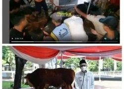 Sapi Kurban Lepas Masuk Showroom Mobil di Banyuwangi, Evakuasi Berlangsung Dramatis