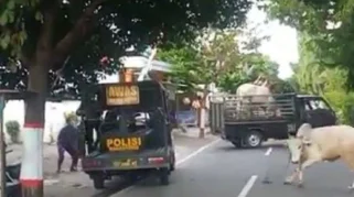 Sapi Kurban Mengamuk dan Terobos Warung Kopi di Mempawah, Pengunjung Panik Berhamburan