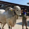 Sapi Kurban Prabowo untuk Kota Blitar Tembus 1 Ton, Didatangkan dari Kediri