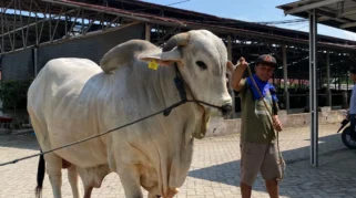 Sapi Kurban Prabowo untuk Kota Blitar Tembus 1 Ton, Didatangkan dari Kediri