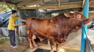 Sapi Limosin Seberat 1 Ton Jadi Hewan Kurban dari Prabowo untuk Warga Kota Banjar
