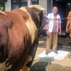 Sapi Simental Cross Milik Peternak Bondowoso Terpilih Jadi Kurban Presiden RI 2026