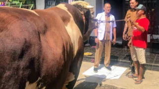 Sapi Simental Cross Milik Peternak Bondowoso Terpilih Jadi Kurban Presiden RI 2026