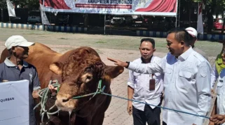 Sapi Simental Seberat 1 Ton Milik Presiden Prabowo Dikurbankan di Situbondo