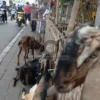 Satpol PP DKI Larang Pedagang Hewan Kurban Berjualan di Trotoar Menjelang Iduladha
