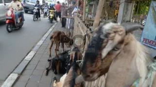Satpol PP DKI Larang Pedagang Hewan Kurban Berjualan di Trotoar Menjelang Iduladha