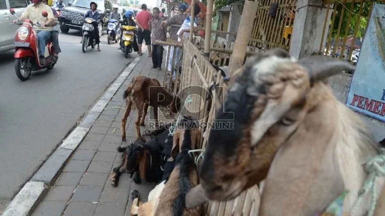 Satpol PP DKI Larang Pedagang Hewan Kurban Berjualan di Trotoar Menjelang Iduladha