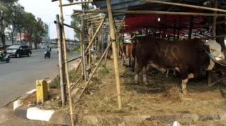 Satpol PP DKI Larang Pedagang Hewan Kurban Gunakan Trotoar Menjelang Iduladha