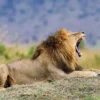 Singa dengan Auman Khasnya yang Menghiasi Logo MGM