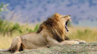 Singa dengan Auman Khasnya yang Menghiasi Logo MGM