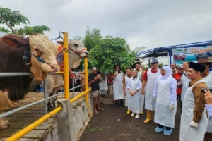 Stok Hewan Kurban Jatim Melimpah hingga Surplus, Siap Ekspor ke Malaysia dan Arab Saudi